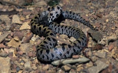Lampropeltis calligaster (2)