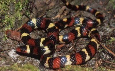 Lampropeltis elapsoides
