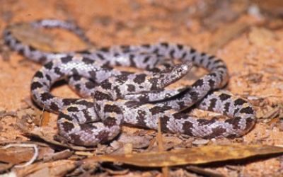 Lampropeltis extenuata