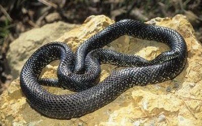 Lampropeltis getula black
