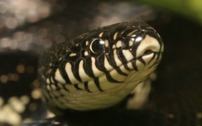 Lampropeltis getula black
