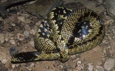 Lampropeltis getula desert