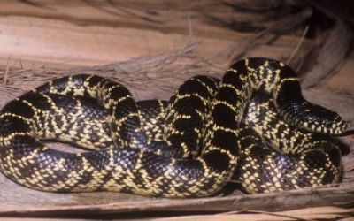 Lampropeltis getula desert