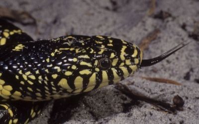 Lampropeltis getula desert