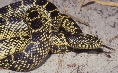 Lampropeltis getula desert