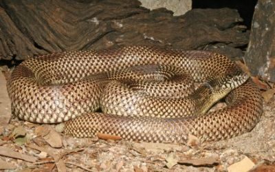 Lampropeltis getula lowland