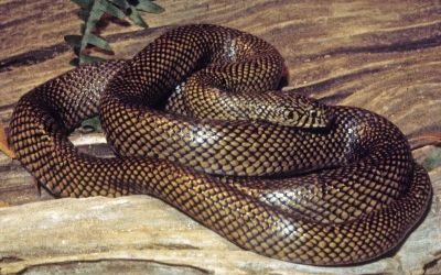 Lampropeltis getula peninsula