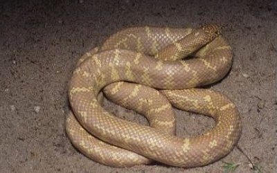 Lampropeltis getula peninsula