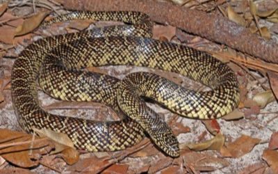 Lampropeltis getula peninsula