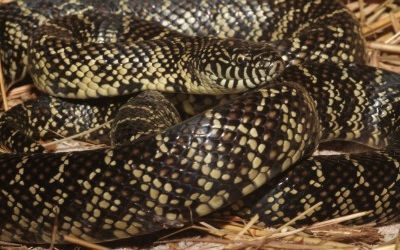 Lampropeltis getula peninsula