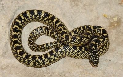 Lampropeltis getula speckled