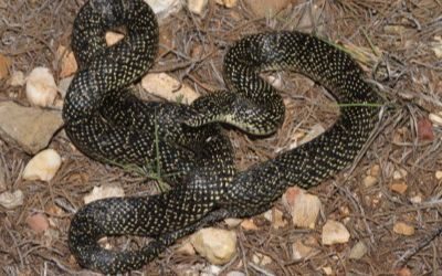 Lampropeltis getula speckled