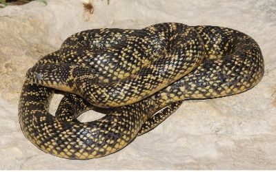 Lampropeltis getula speckled
