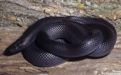 Lampropeltis getula western black