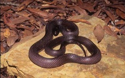 Lampropeltis getula western black