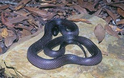 Lampropeltis getula western black
