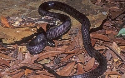 Lampropeltis getula western black