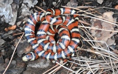 Lampropeltis pyromelana pyromelana
