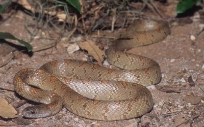 Lampropeltis rhombomaculata