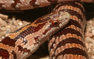 Lampropeltis rhombomaculata