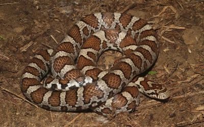 Lampropeltis triangulum