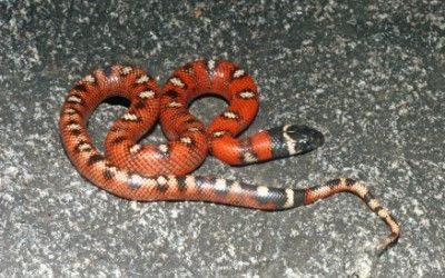 Lampropeltis zonata
