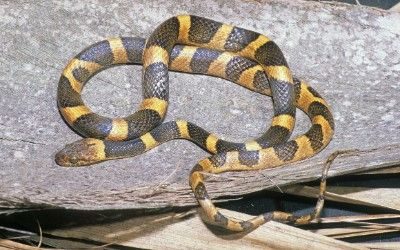 Leptodeira septentrionalis