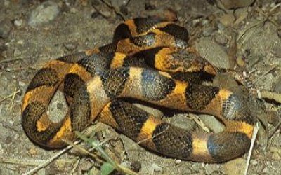 Leptodeira septentrionalis