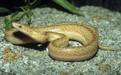 Lichanura orcutta(1)