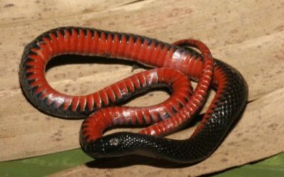 Liodytes pygaea cyclas