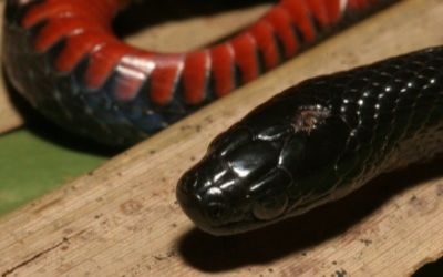 Liodytes pygaea cyclas