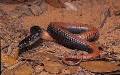 Liodytes pygaea cyclas