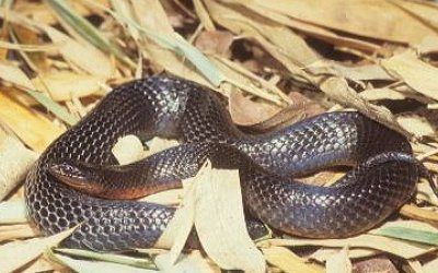 Liodytes pygaea pygaea