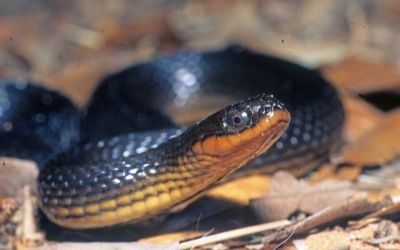 Liodytes rigida deltae