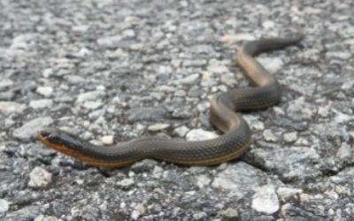 Liodytes rigida rigida