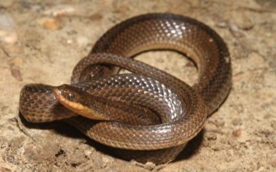 Liodytes rigida sinicola