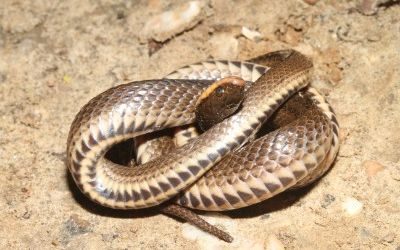 Liodytes rigida sinicola