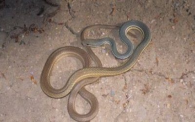 Masticophis bilineatus