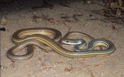 Masticophis bilineatus