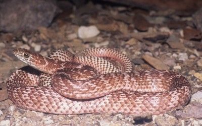 Masticophis cingulum