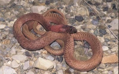 Masticophis flagellum piceus