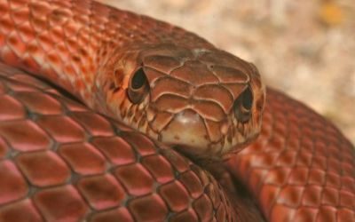Masticophis flagellum ruddocki