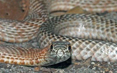 Masticophis flagellum testaceus