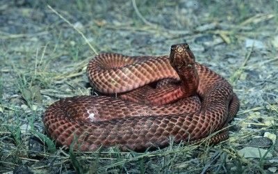 Masticophis flagellum testaceus