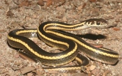 Masticophis lateralis euryxanthus