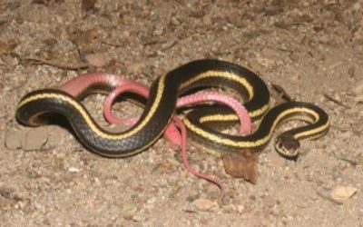 Masticophis lateralis euryxanthus