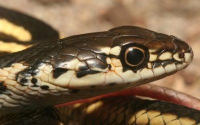 Masticophis lateralis euryxanthus