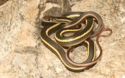 Masticophis lateralis euryxanthus