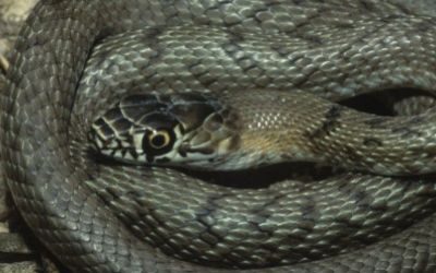 Masticophis lineatulus