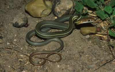 Masticophis schotti ruthveni